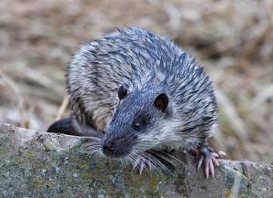 Logo of I saw a Water Rat