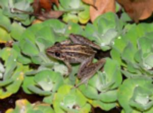 Logo of FrogWatch