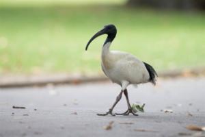 Logo of Australian white ibis community survey