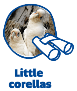 Logo of Little Corellas