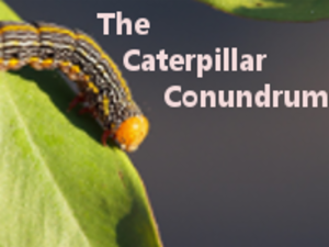 Logo of The Caterpillar Conundrum