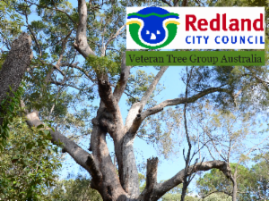 Logo of Veteran and Significant Trees of the Redlands
