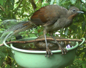 Logo of Australian Bird Feeding & Watering Study - Winter 2016