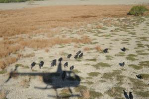 Logo of Improved management of feral animals in remote tropical Australia