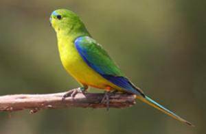 Logo of Orange-bellied Parrot Recovery