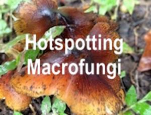 Logo of Macrofungi Hotspotting