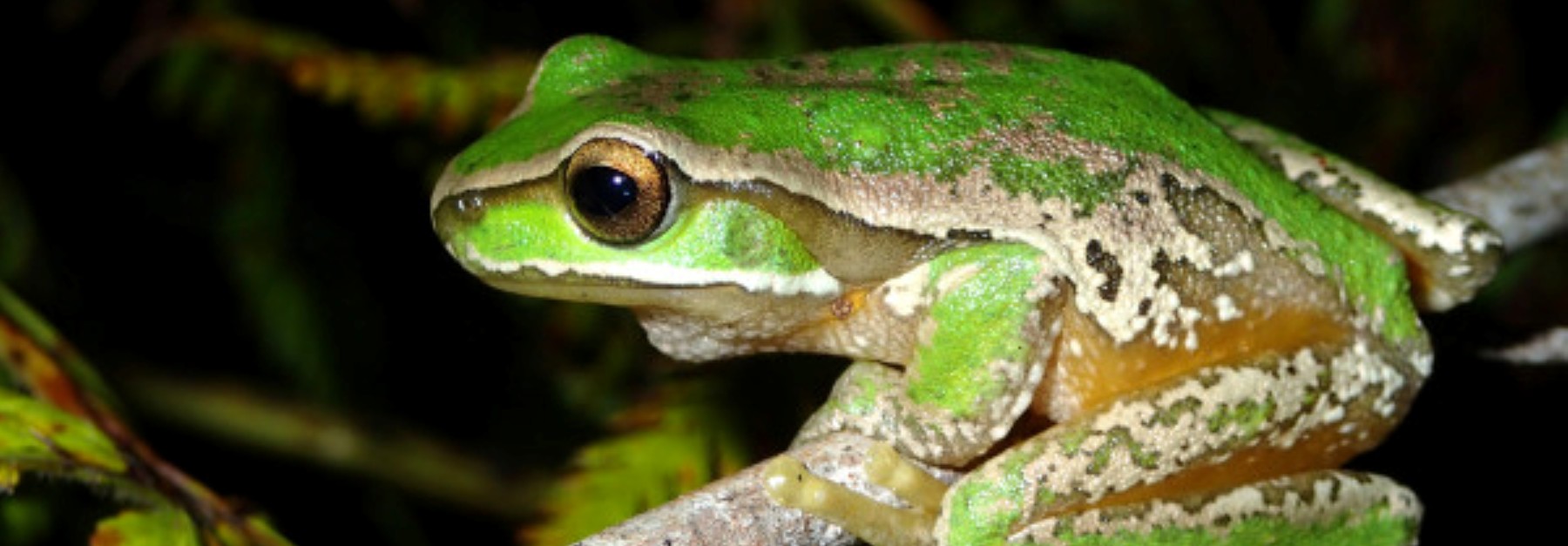 Why do frogs call? - The Australian Museum Blog