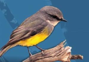 Logo of Eyre Peninsula's Bird Monitoring Program