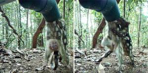 Logo of Distribution and Population Survey of the northern Spotted-tailed Quoll in the Wet Tropics of North Queensland