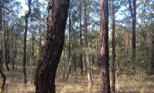 Logo of Natural vegetation (habitat) condition assessments across Brisbane.