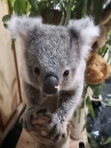 Logo of Padaminka Nature Refuge Koala Rescue & Care