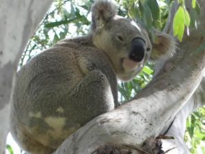 Logo of Mount Gravatt Koala Individual Recognition and Tracking Project