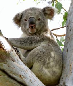 Logo of Northern Rivers Koala Habitat Restoration Project