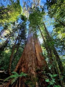Logo of Giant Eucalypts https://inaturalist.ala.org.au/projects/giant-eucalypts