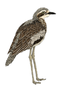 Logo of Bush Stone-curlew Monitoring - North Coast