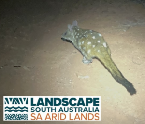 Logo of Have you SPOTTED a quoll?